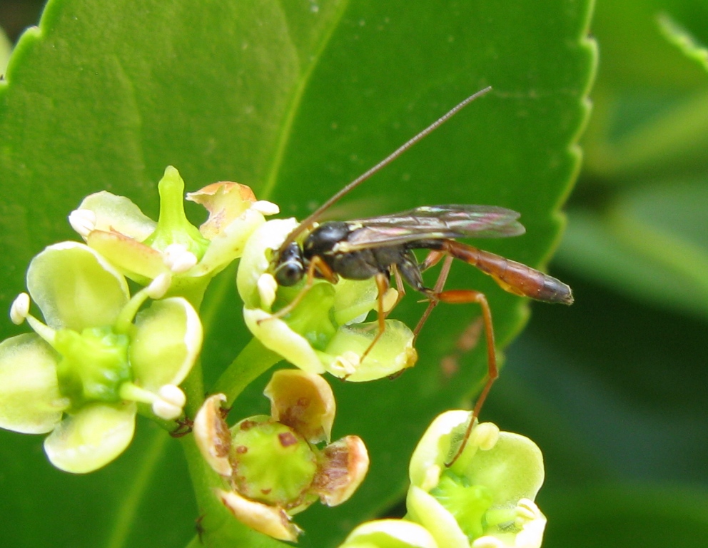 Ichneumonidae